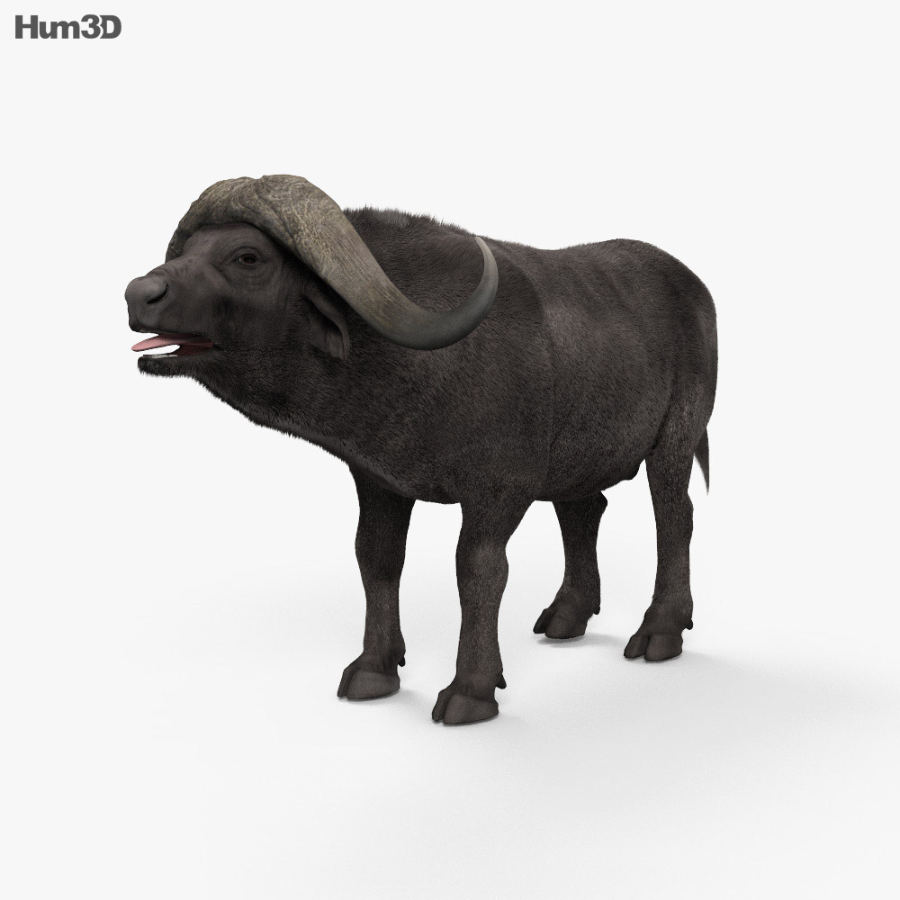 African Buffalo 3d model
