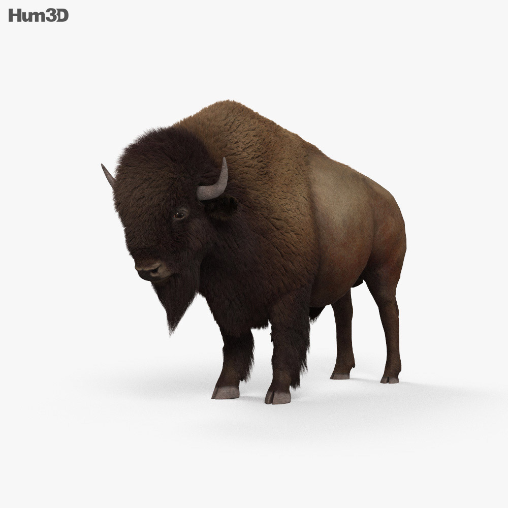 Bisonte americano Modello 3D