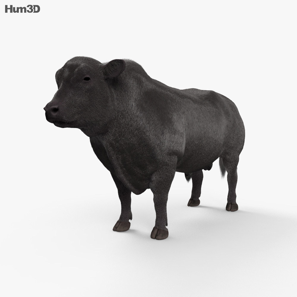 С анимацией Абердин-ангусский бык 3D модель - Скачать Животные на  3DModels.org