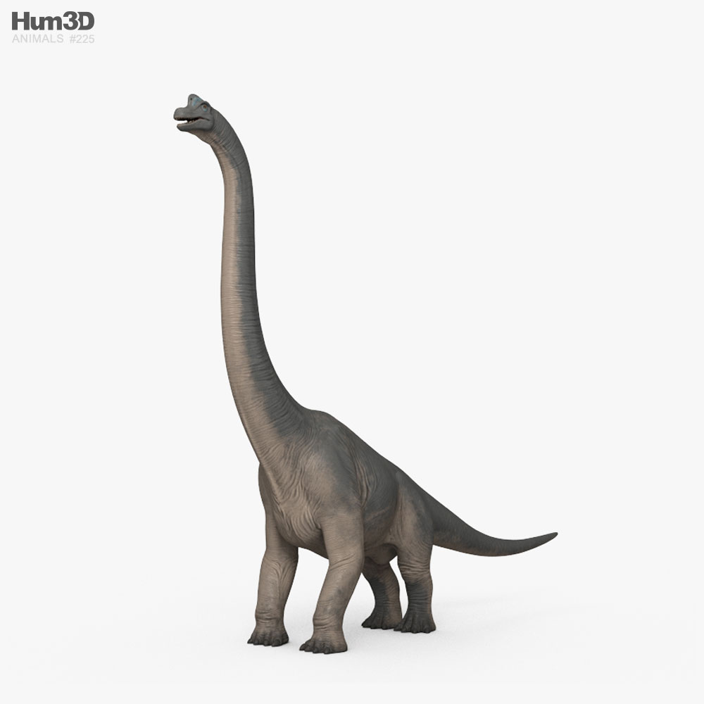 Brachiosaurus 3d model
