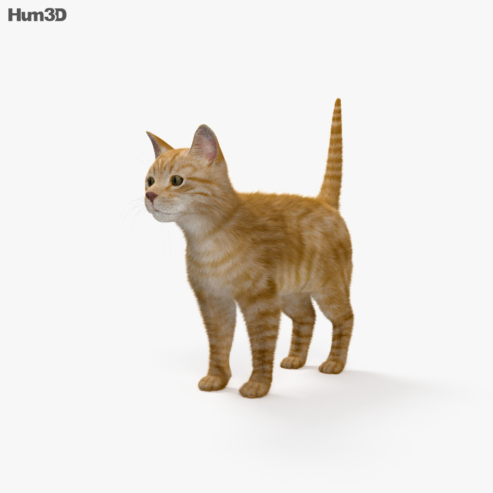 生姜猫 3Dモデル