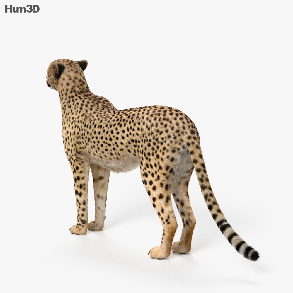 Animiertes Gepard 3D-Modell - Herunterladen Säugetiere on 3DModels.org