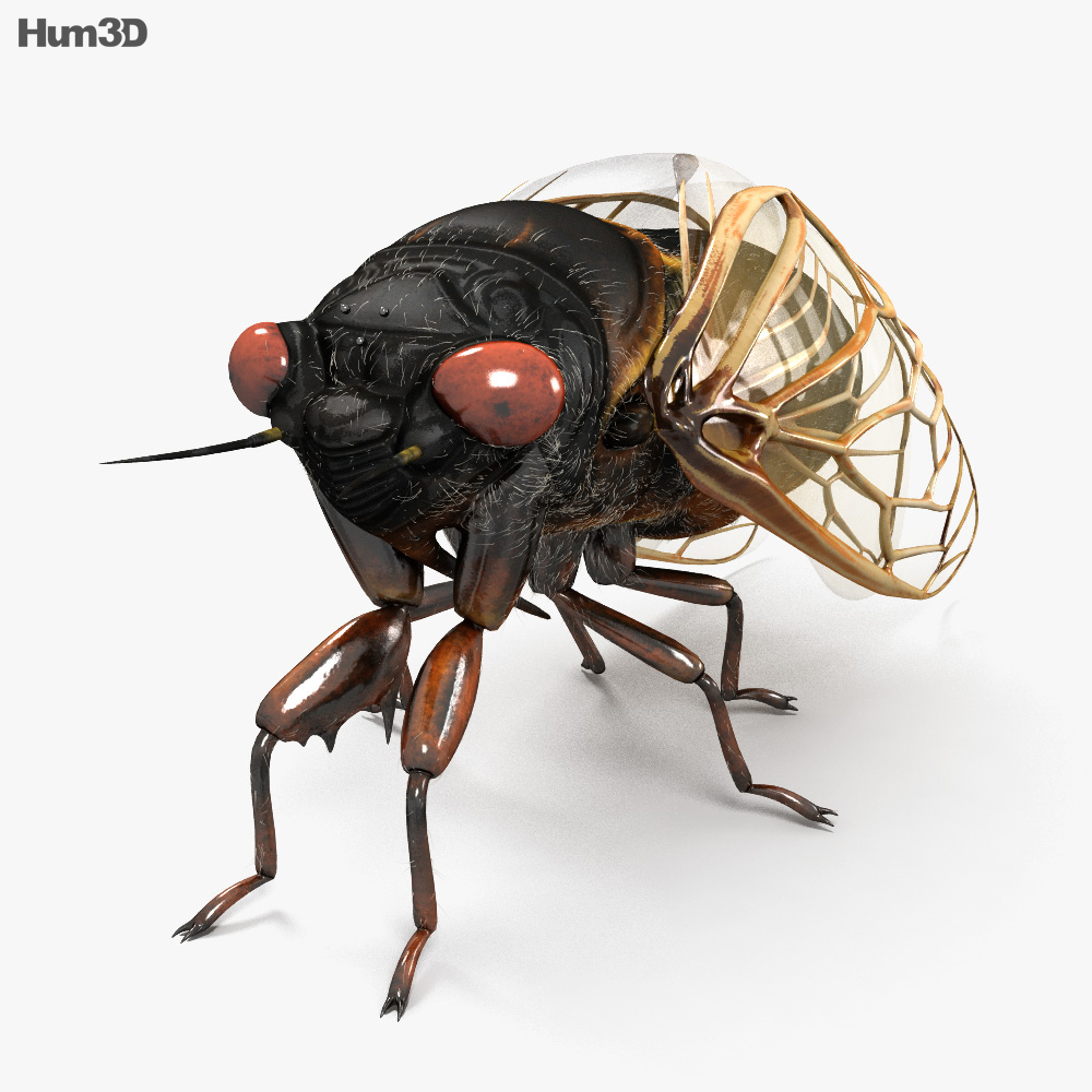 Cicada 3d model
