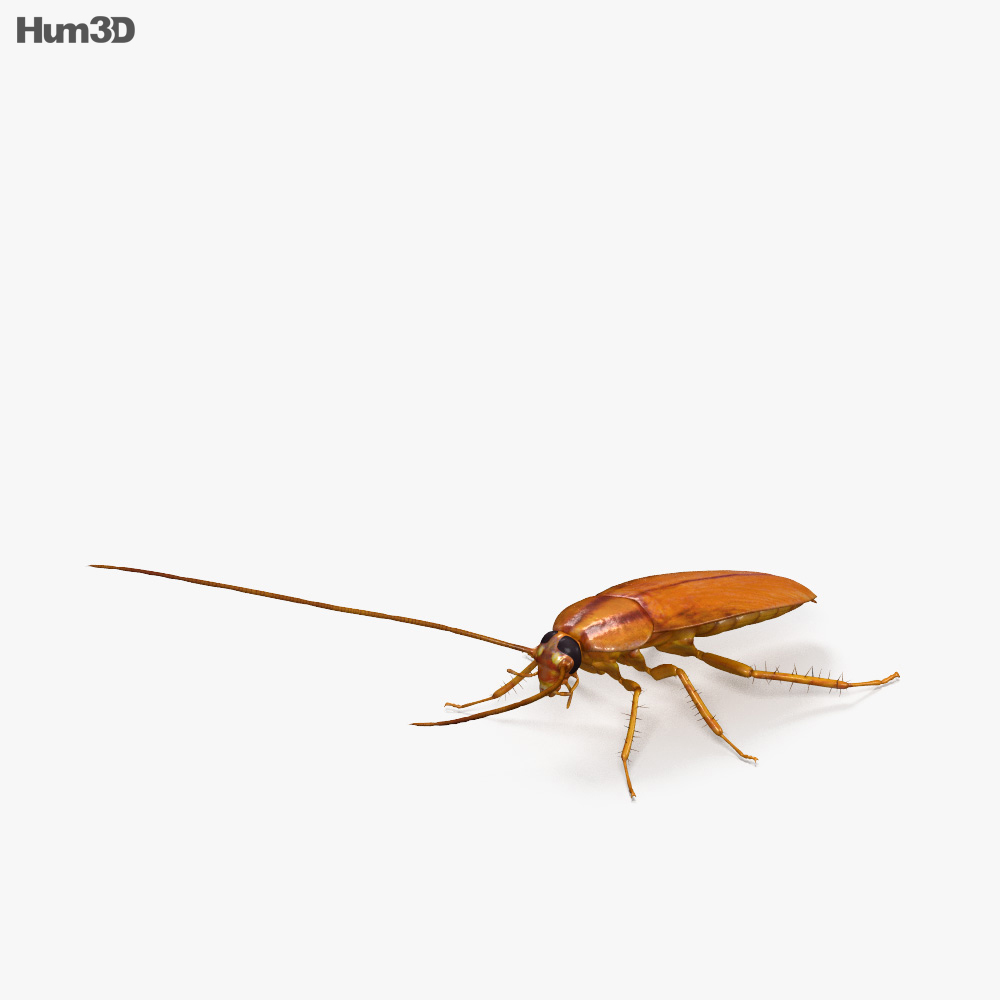 蟑螂 3D模型