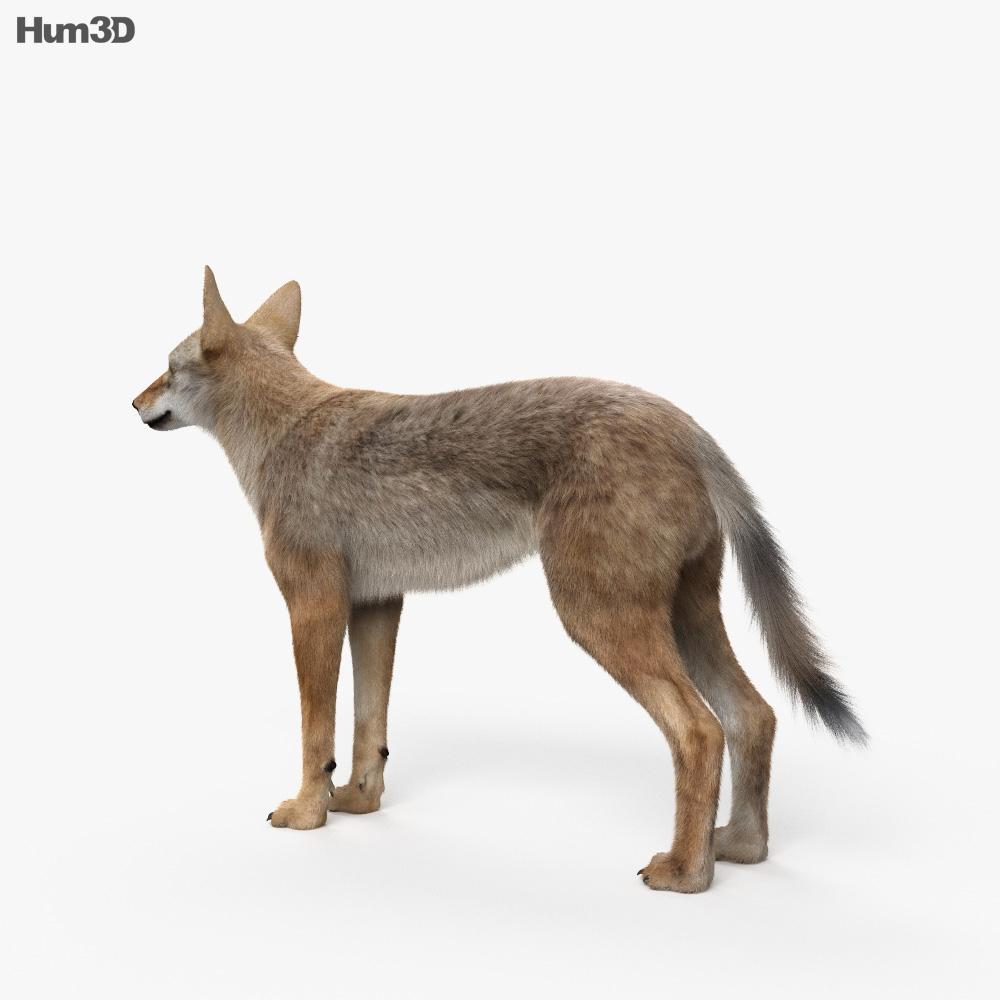 support coyote 3D Models to Print - yeggi