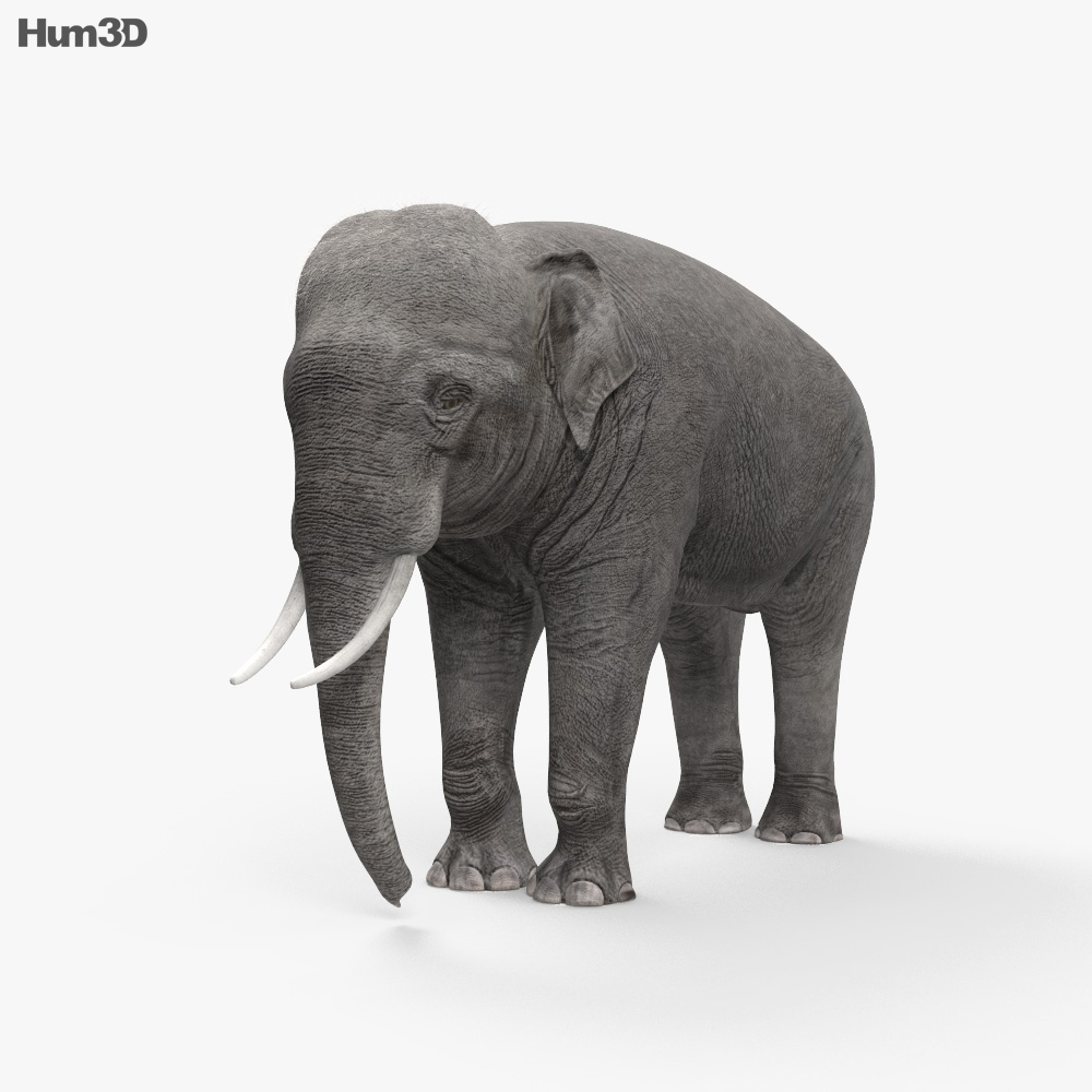 亚洲象 3D模型