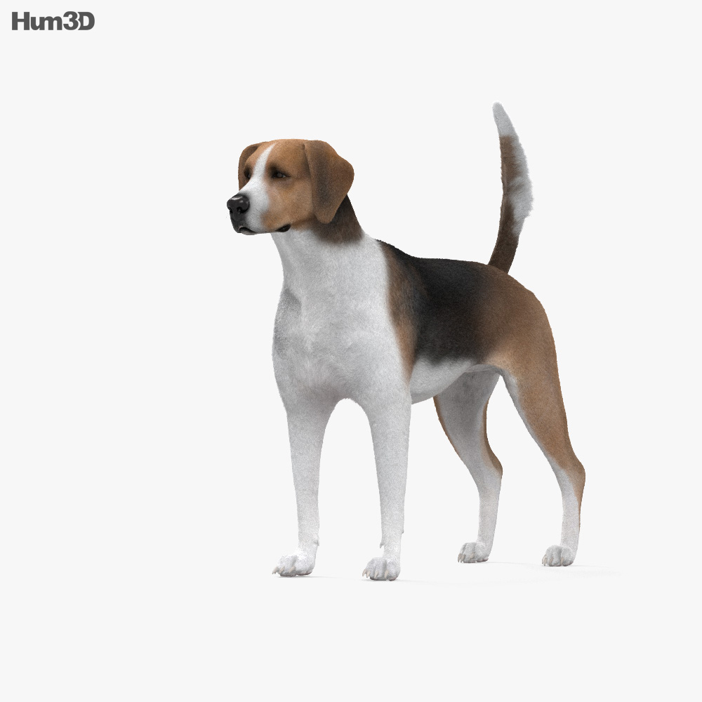 English Foxhound 3D-Modell