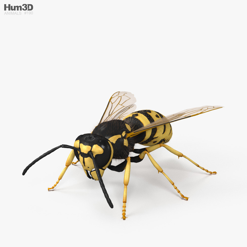 ハチ 3Dモデル