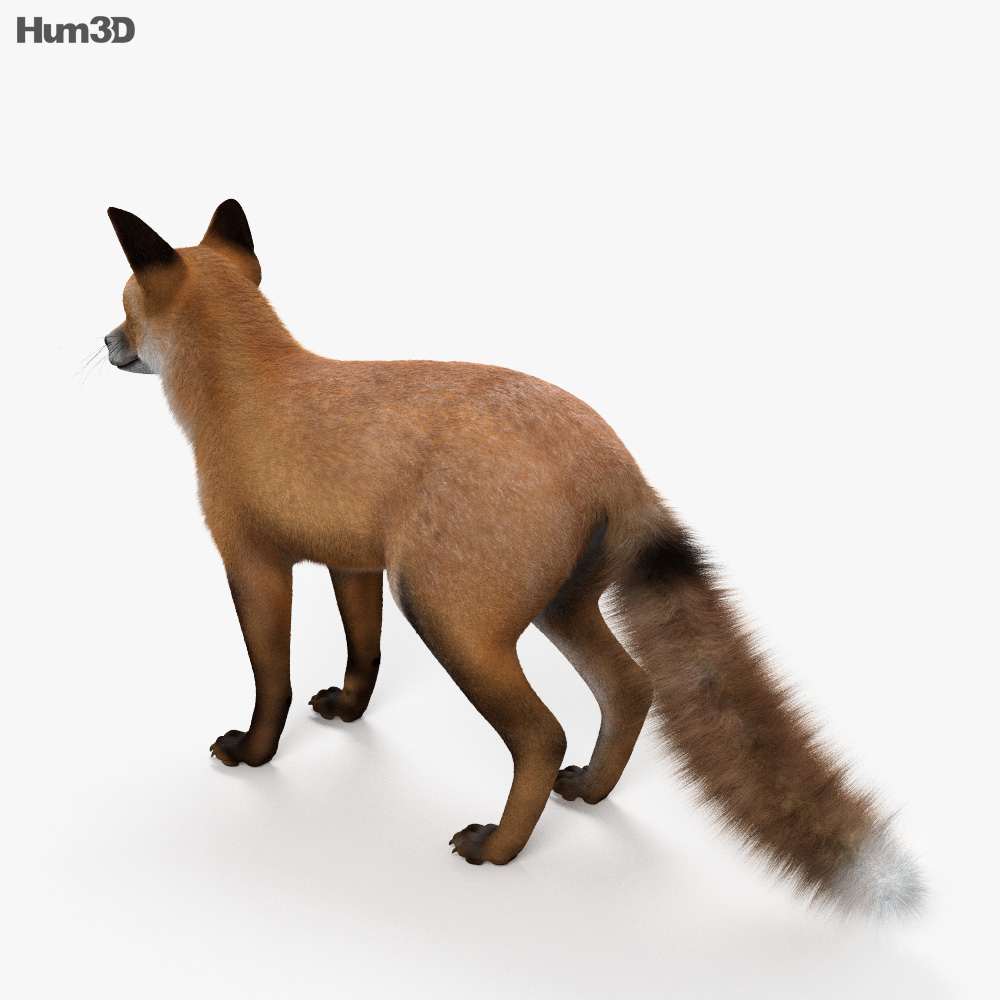 Fox animal isolated 3d 27140585 PNG