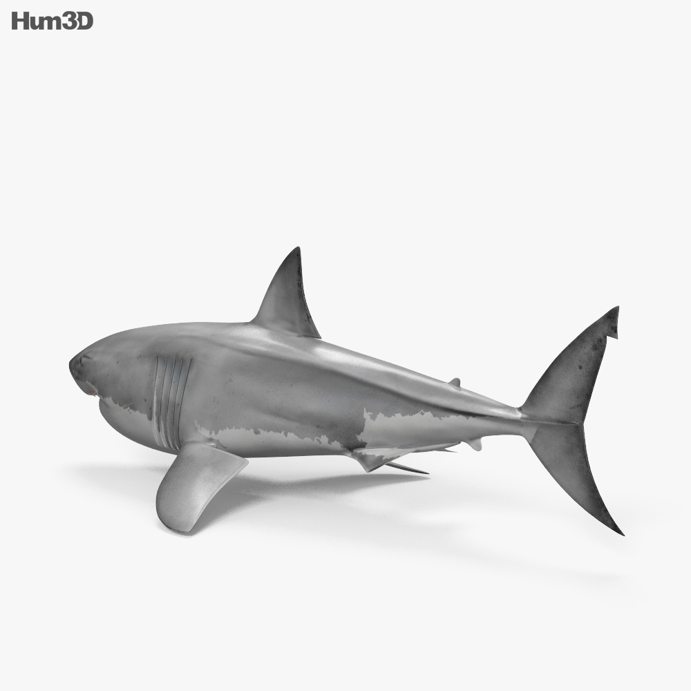 https://360view.3dmodels.org/zoom/Animals/Great_White_Shark_1000_0002.jpg