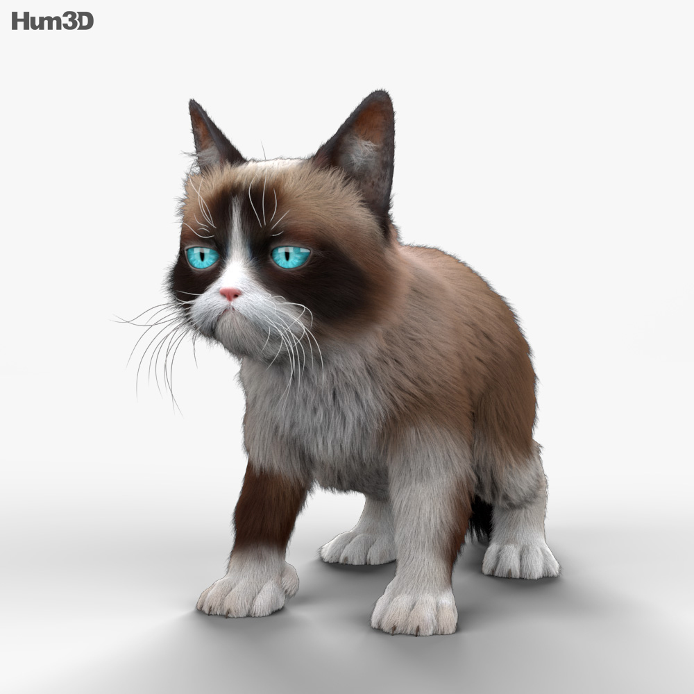 Grumpy Cat 3d model