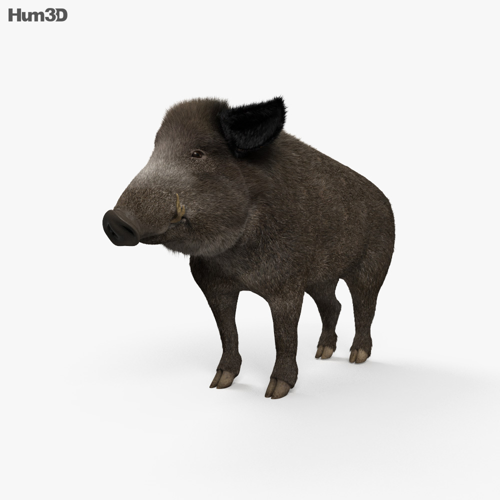 Wild Boar 3d model