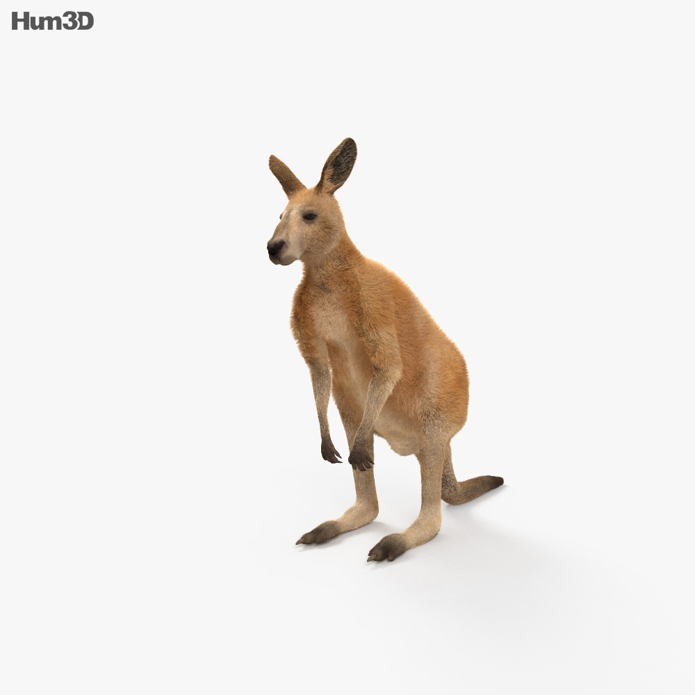 Kangaroo 3d model