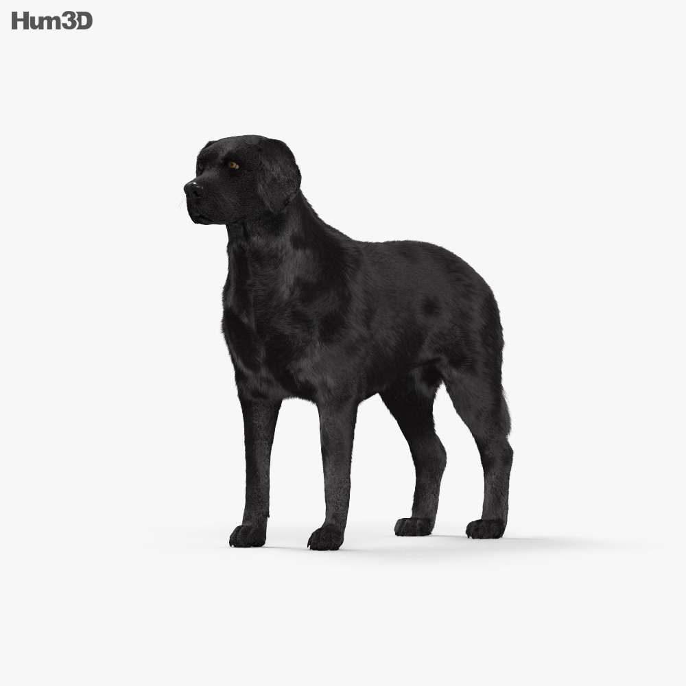 Labrador Retriever Black 3d model