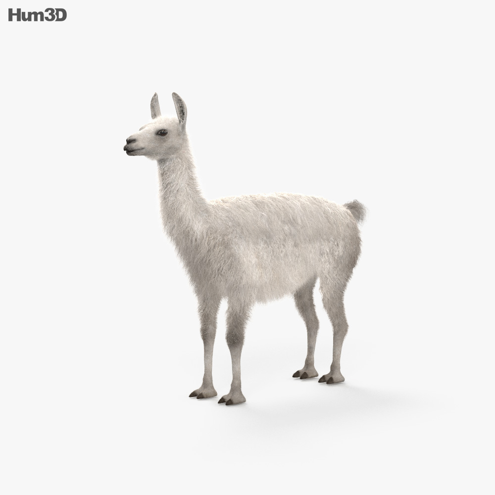 大羊駝 3D模型