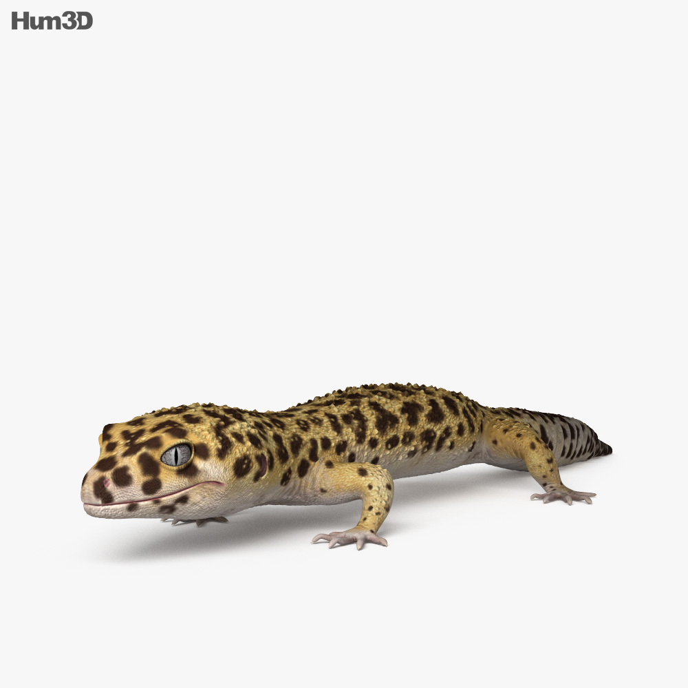 Geco leopardo Modello 3D