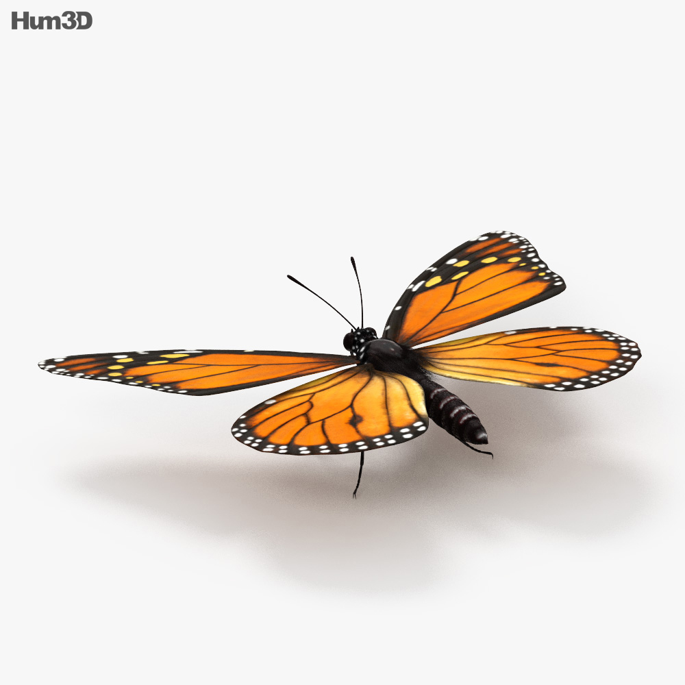 Butterfly 3D Models for Download