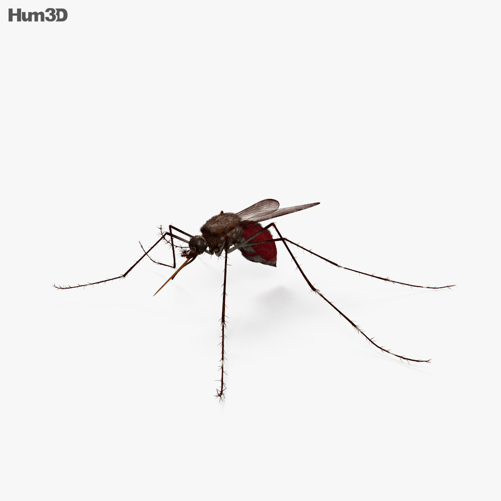 蚊 3D模型