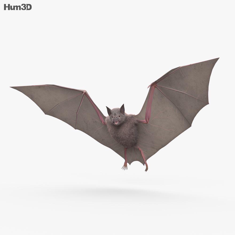 Morcego Modelo 3d