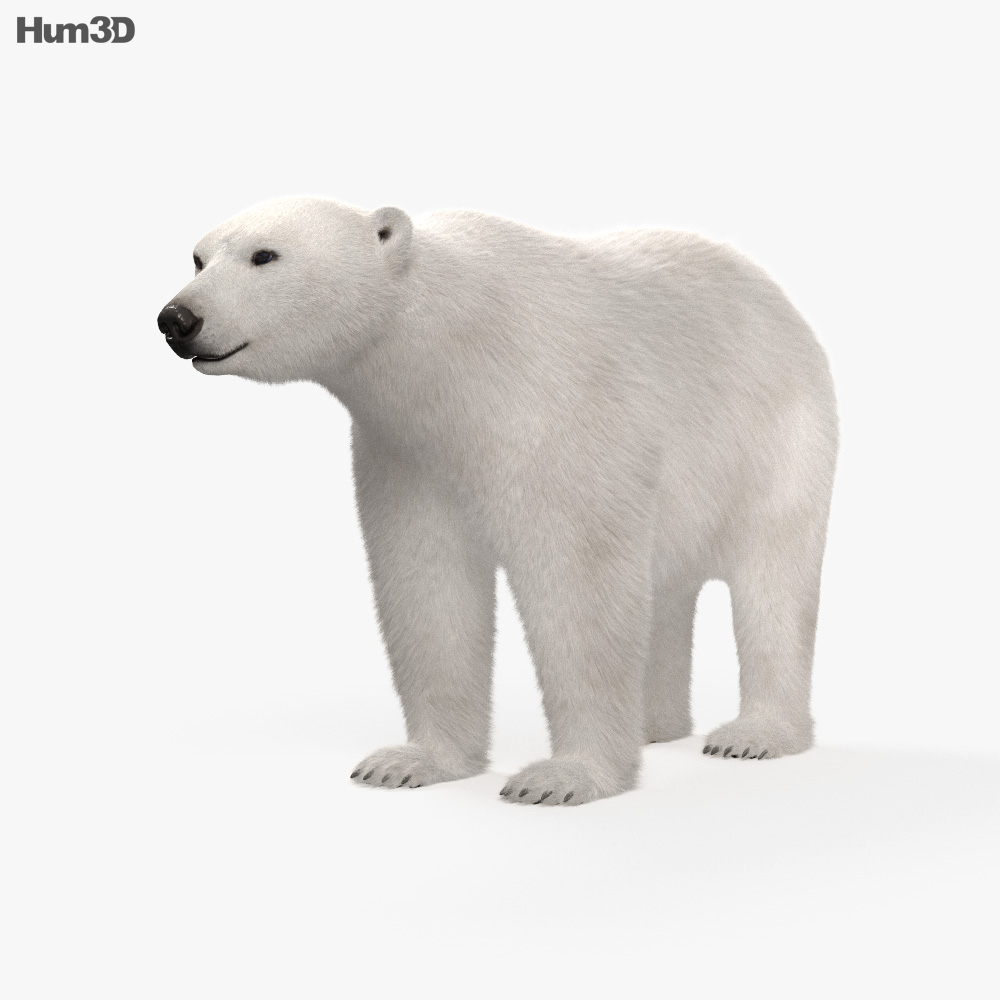 Белый медведь 3D модель