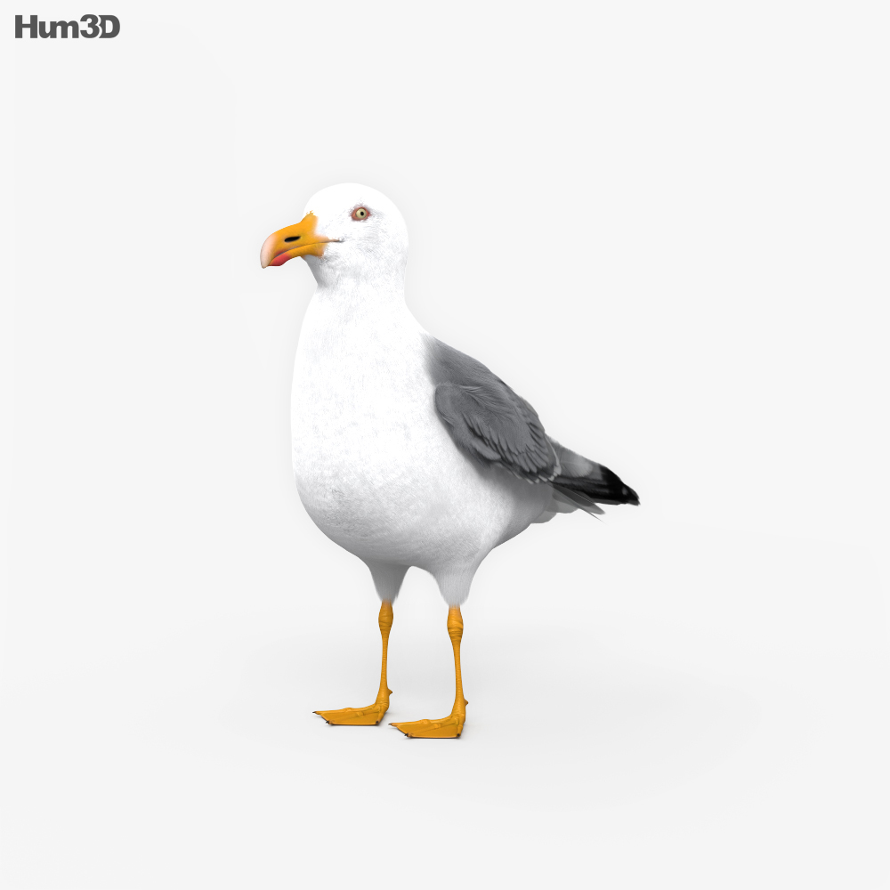 海鸥 3D模型