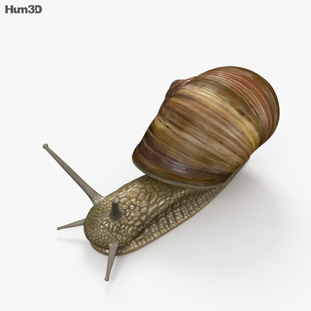 蜗牛 3D模型