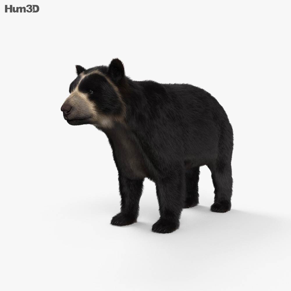 Очковий ведмідь 3D модель