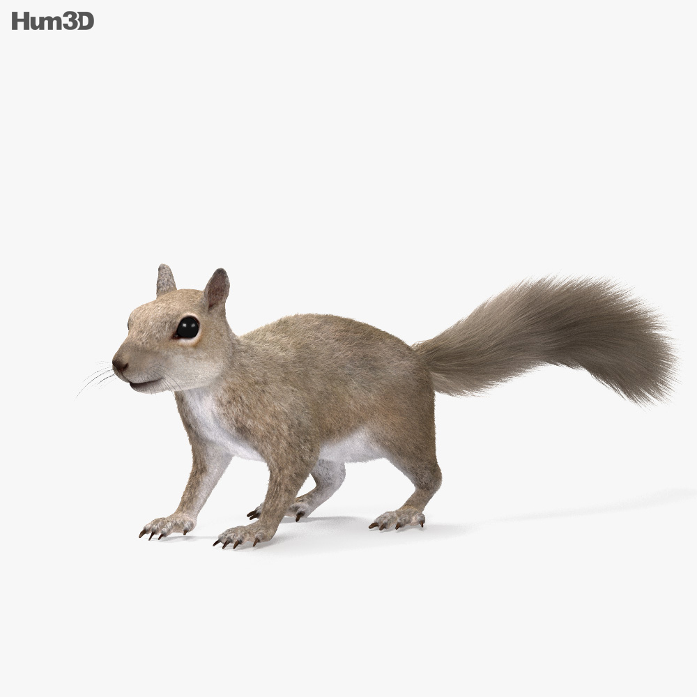 다람쥐과 3D 모델 