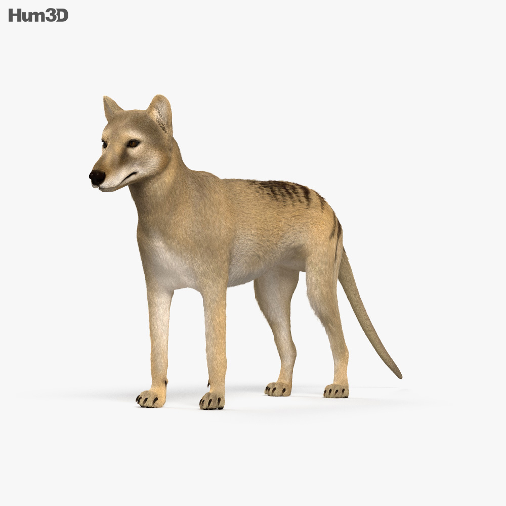 Сумчатый волк 3D модель