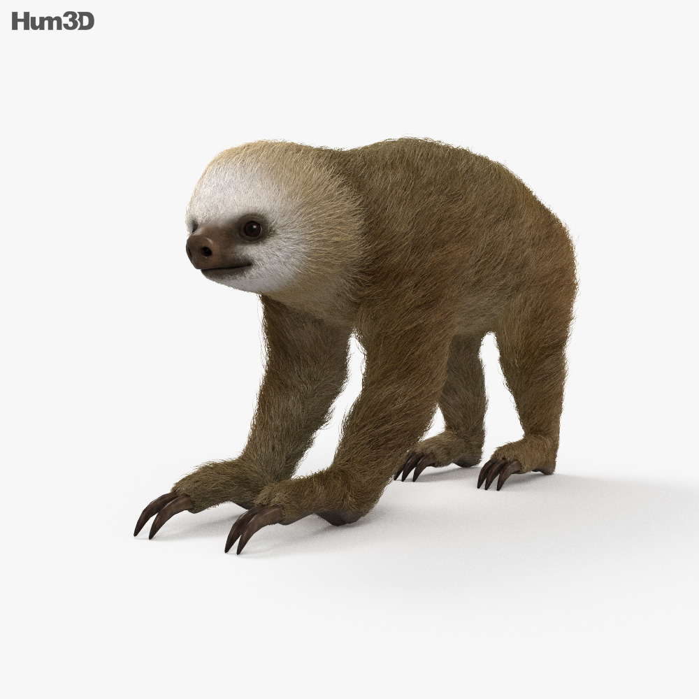 动画二趾樹懶屬3D模型- 动物on 3DModels