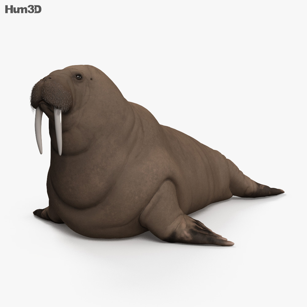 Walrus 3d model