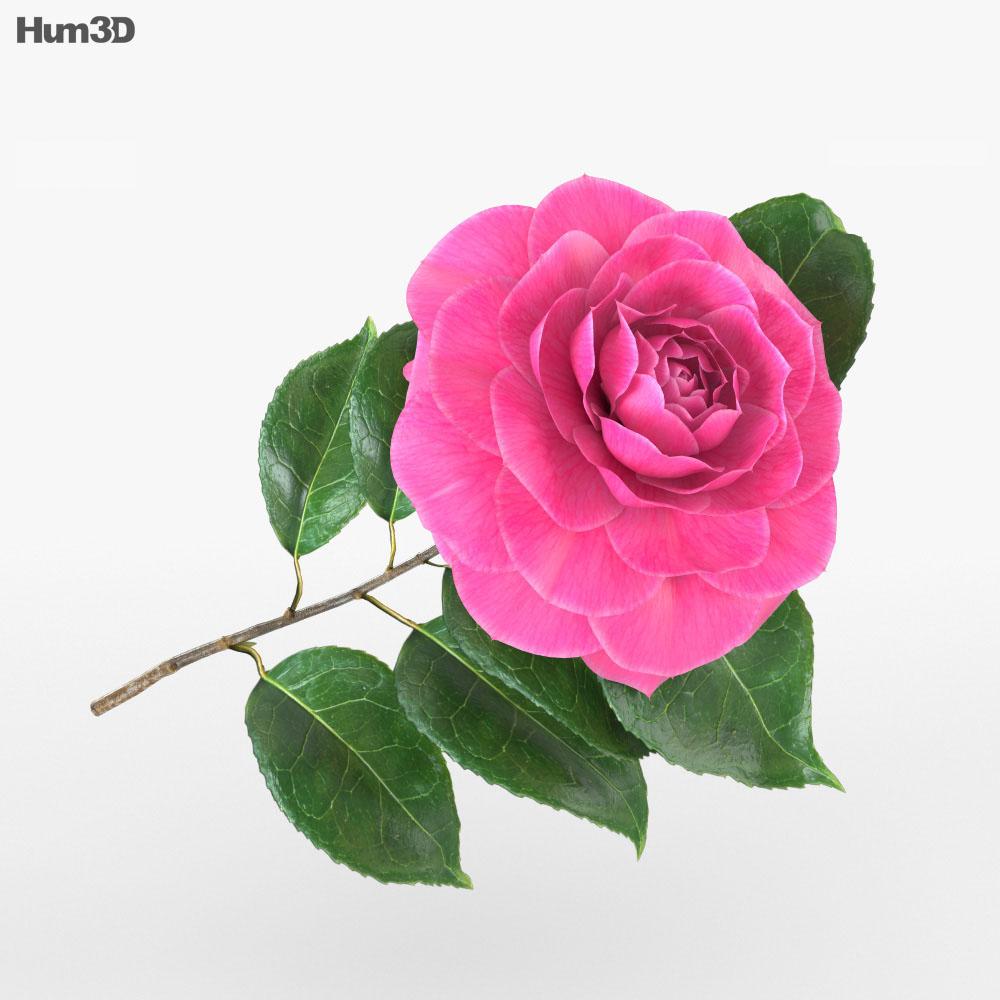 Camellia Modelo 3D
