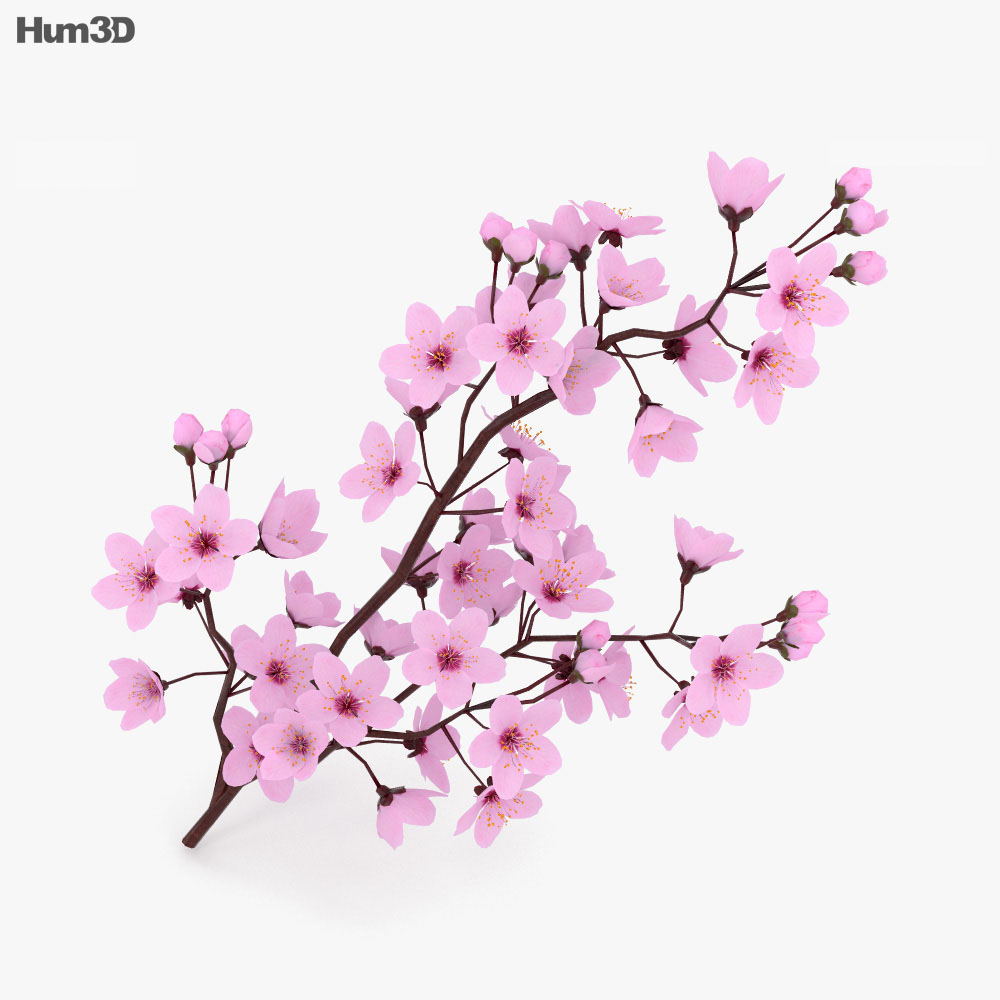 Cherry Blossom 3d model
