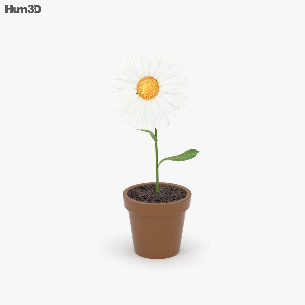 Flower in pot 3d model