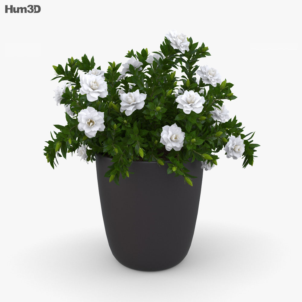 Gardenia Modelo 3D