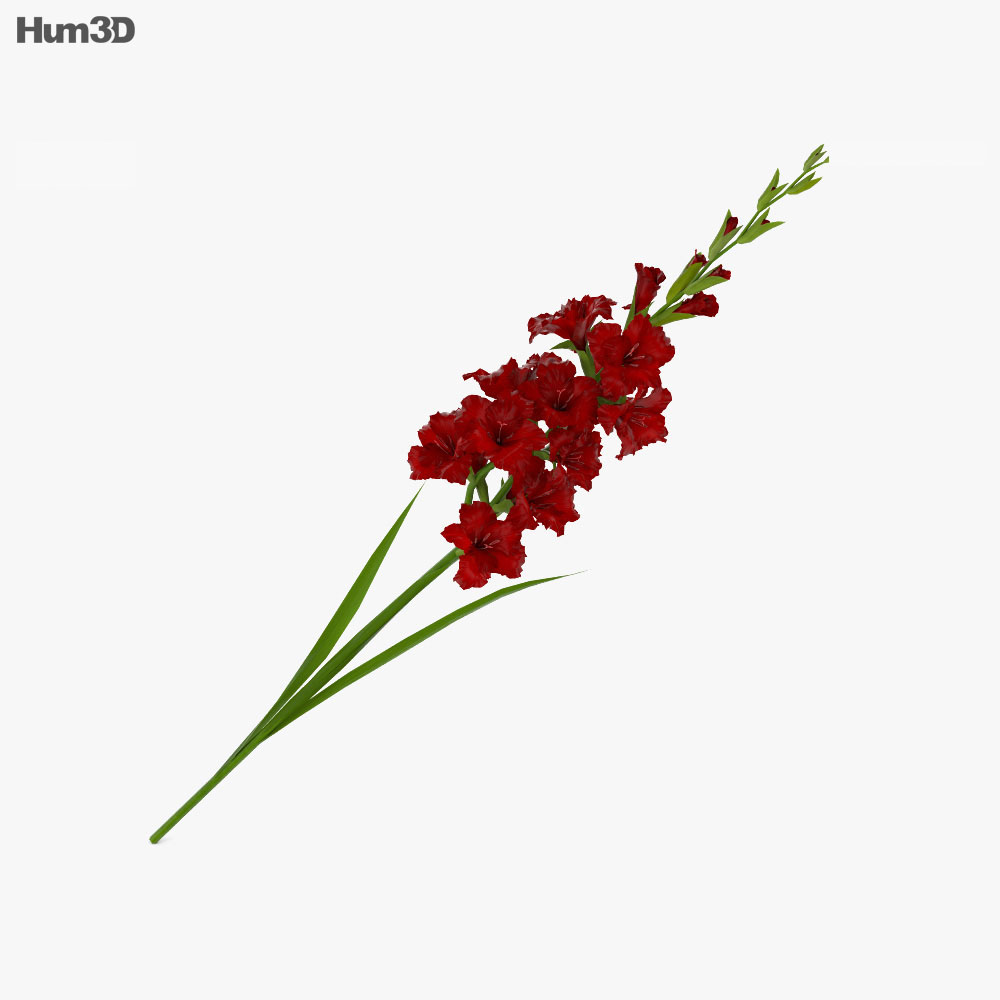 Vermelho Gladiolus Modelo 3d