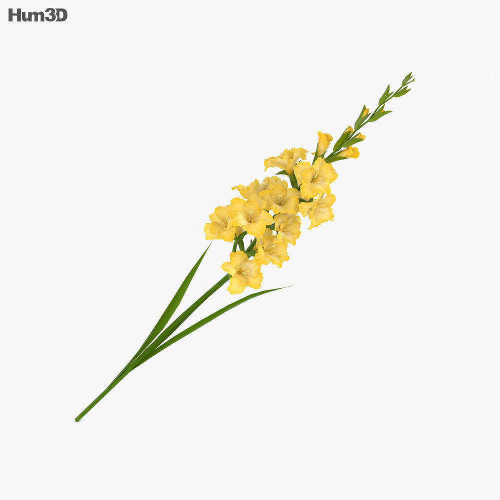 Gladiolus Yellow 3d model