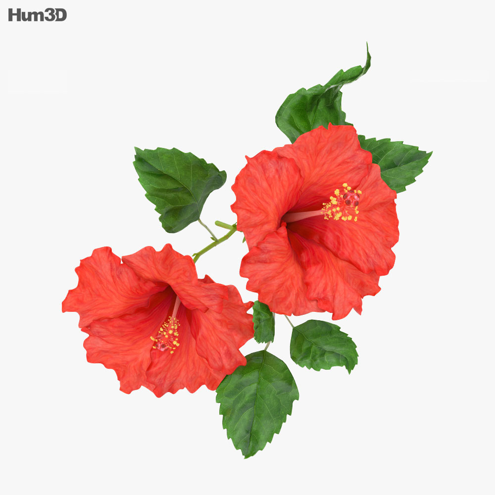 Hibiscus Modelo 3d