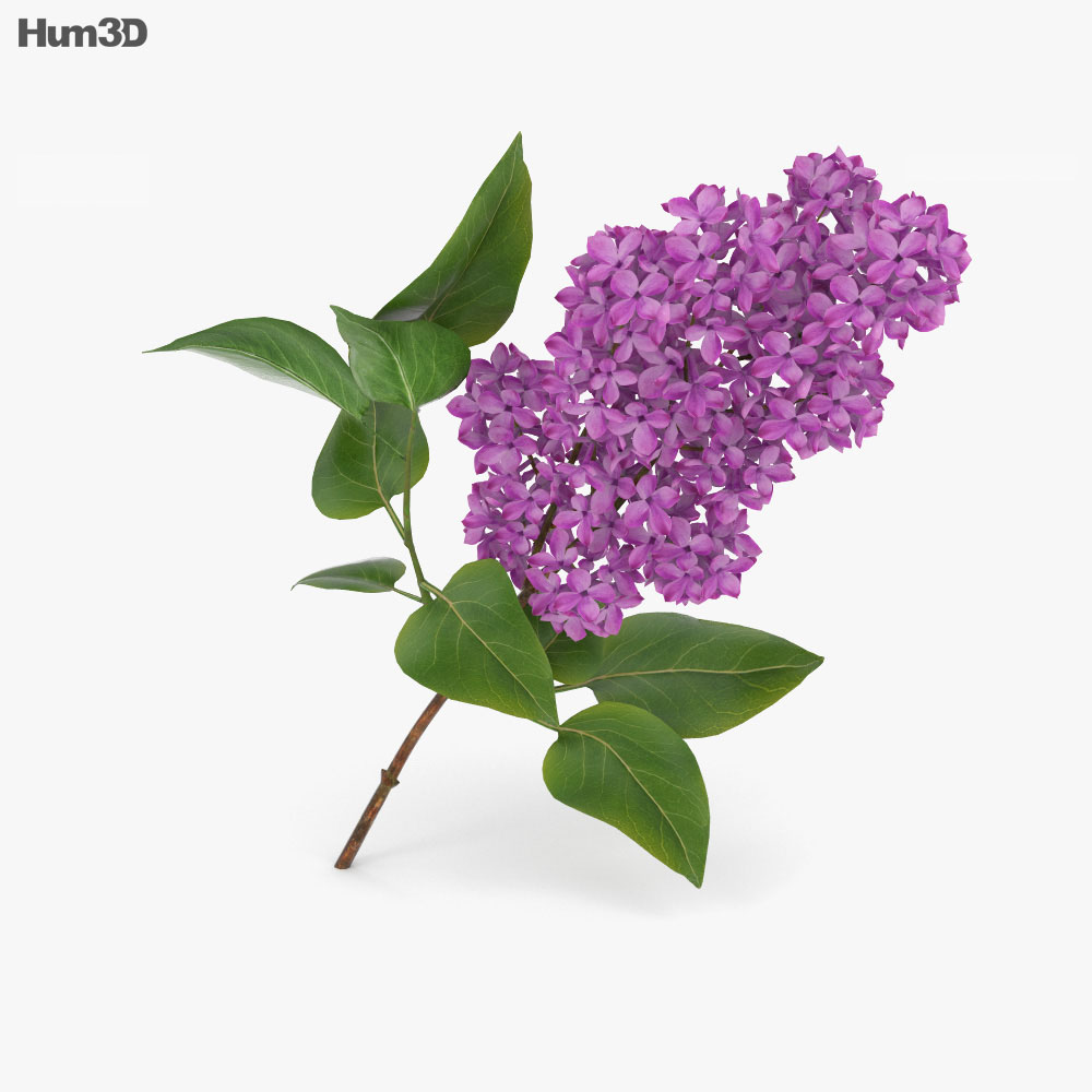 라일락 꽃 3D 모델 
