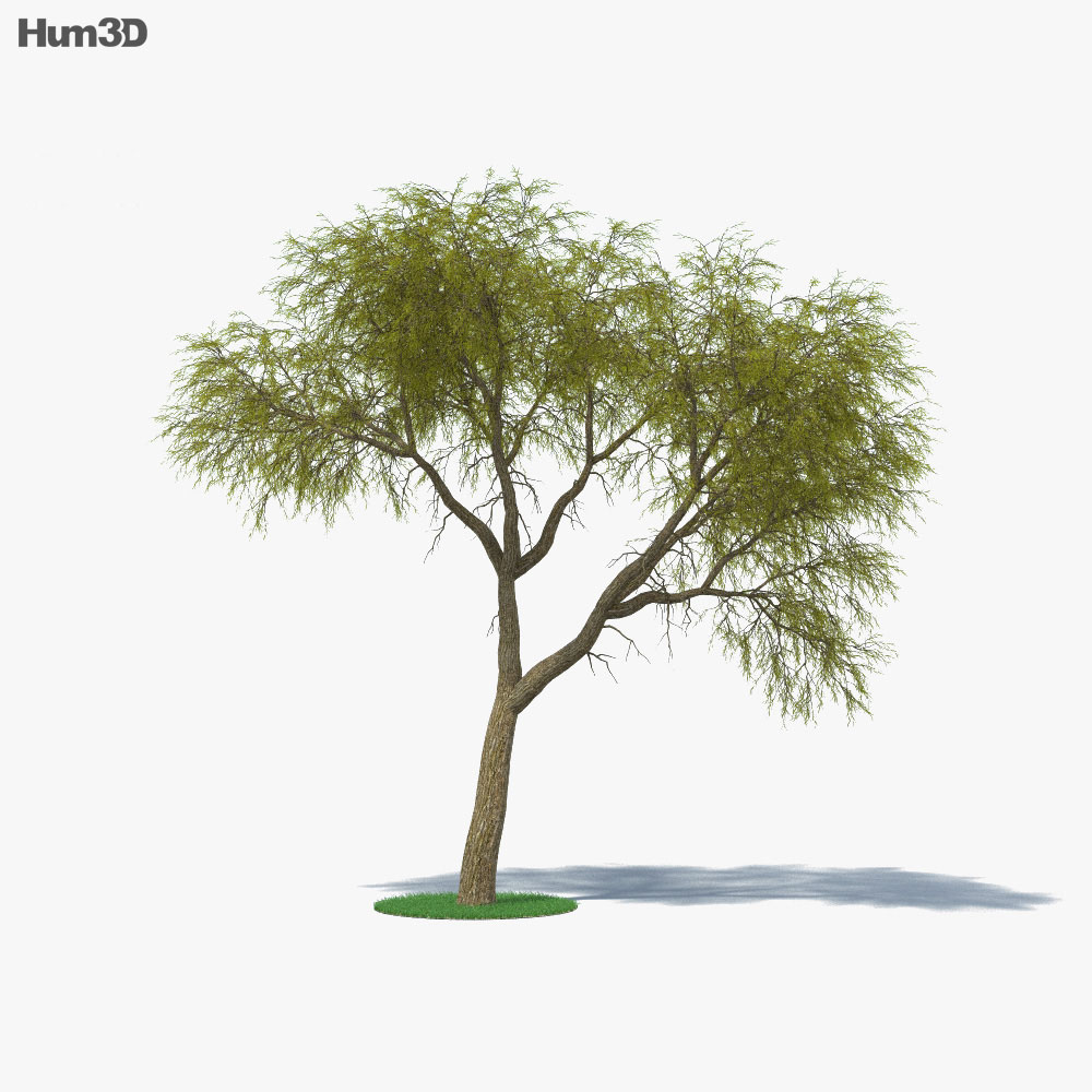 Ironwood tree 3D 모델 