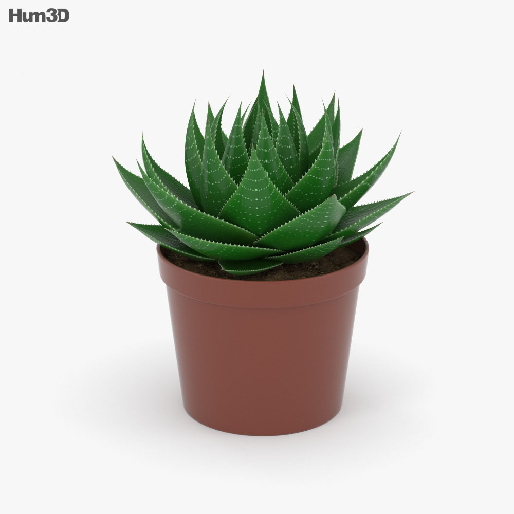 Aloe 3D-Modell