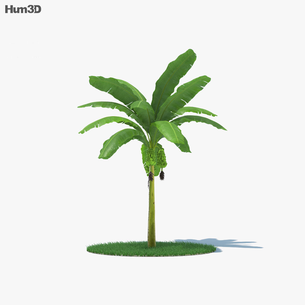 バナナヤシの木 002 3Dモデル