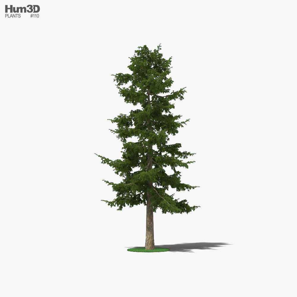 杉の木 3Dモデル