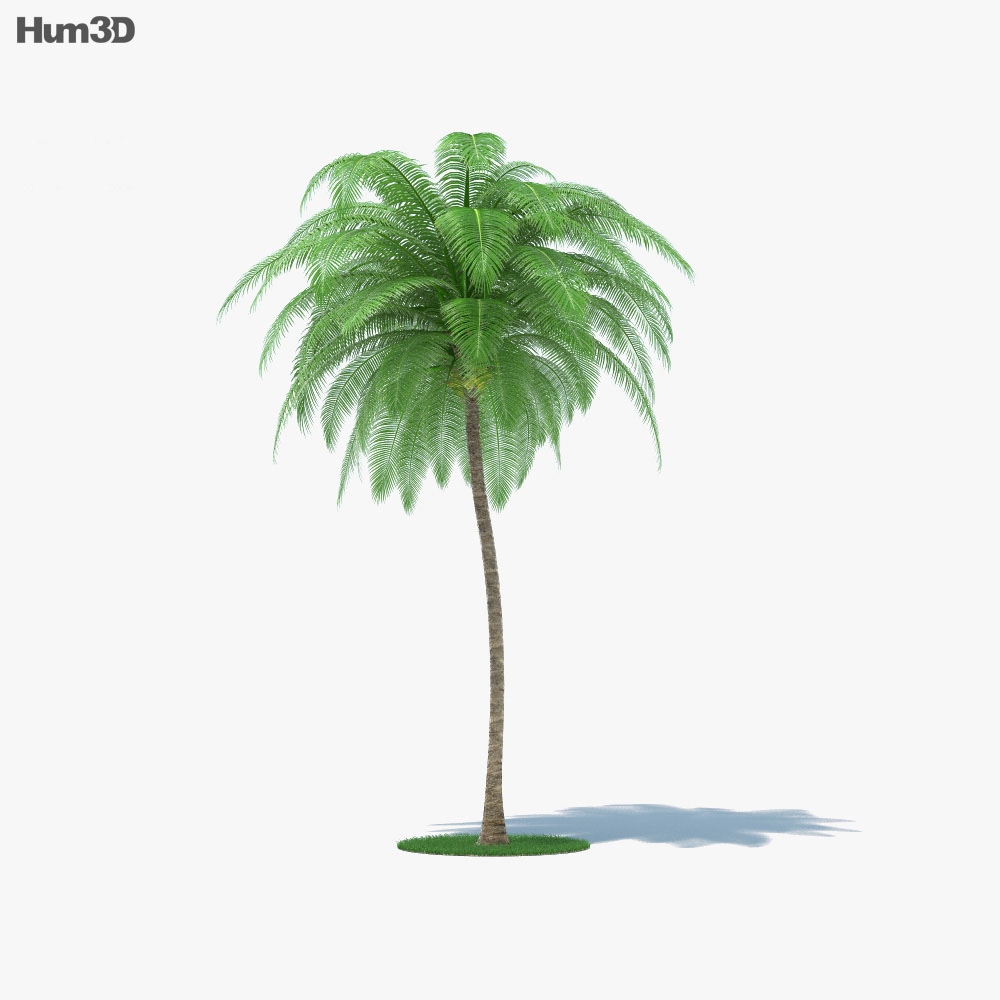 코코넛 야자 3D 모델 