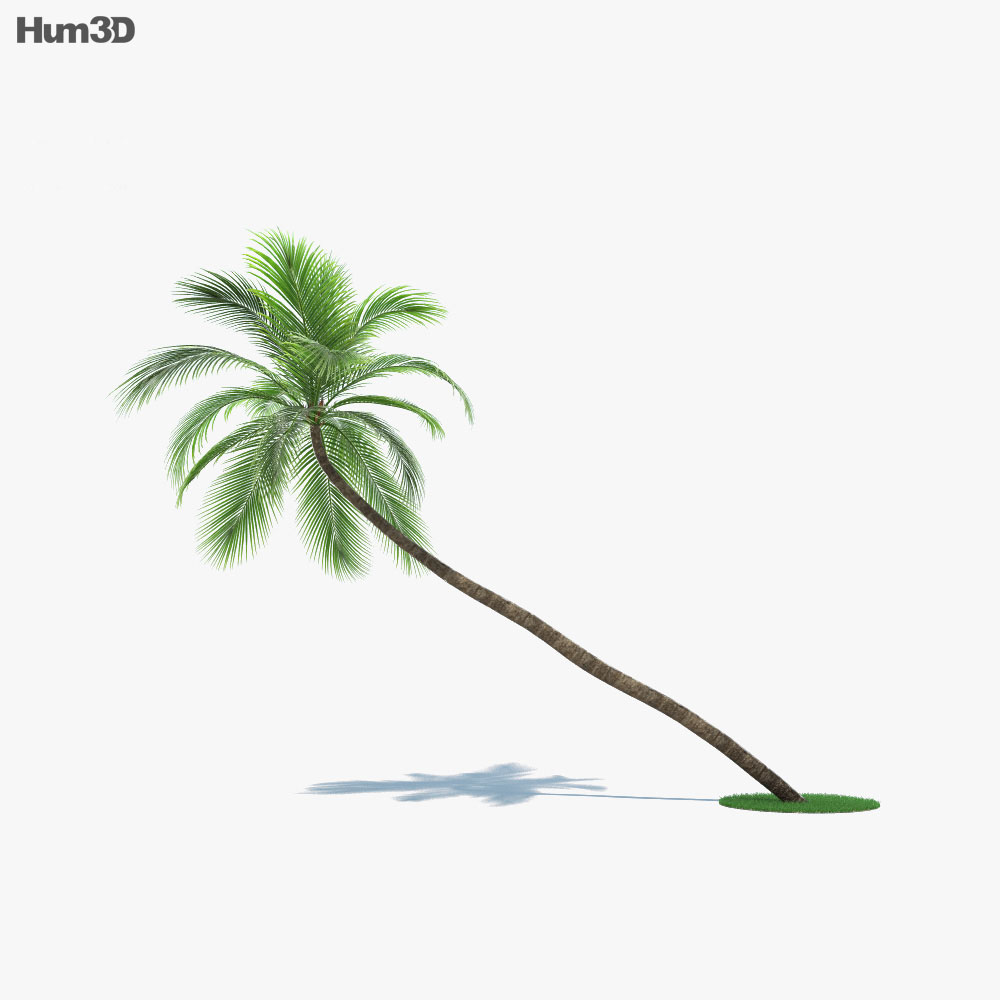Кокосова пальма 002 3D модель