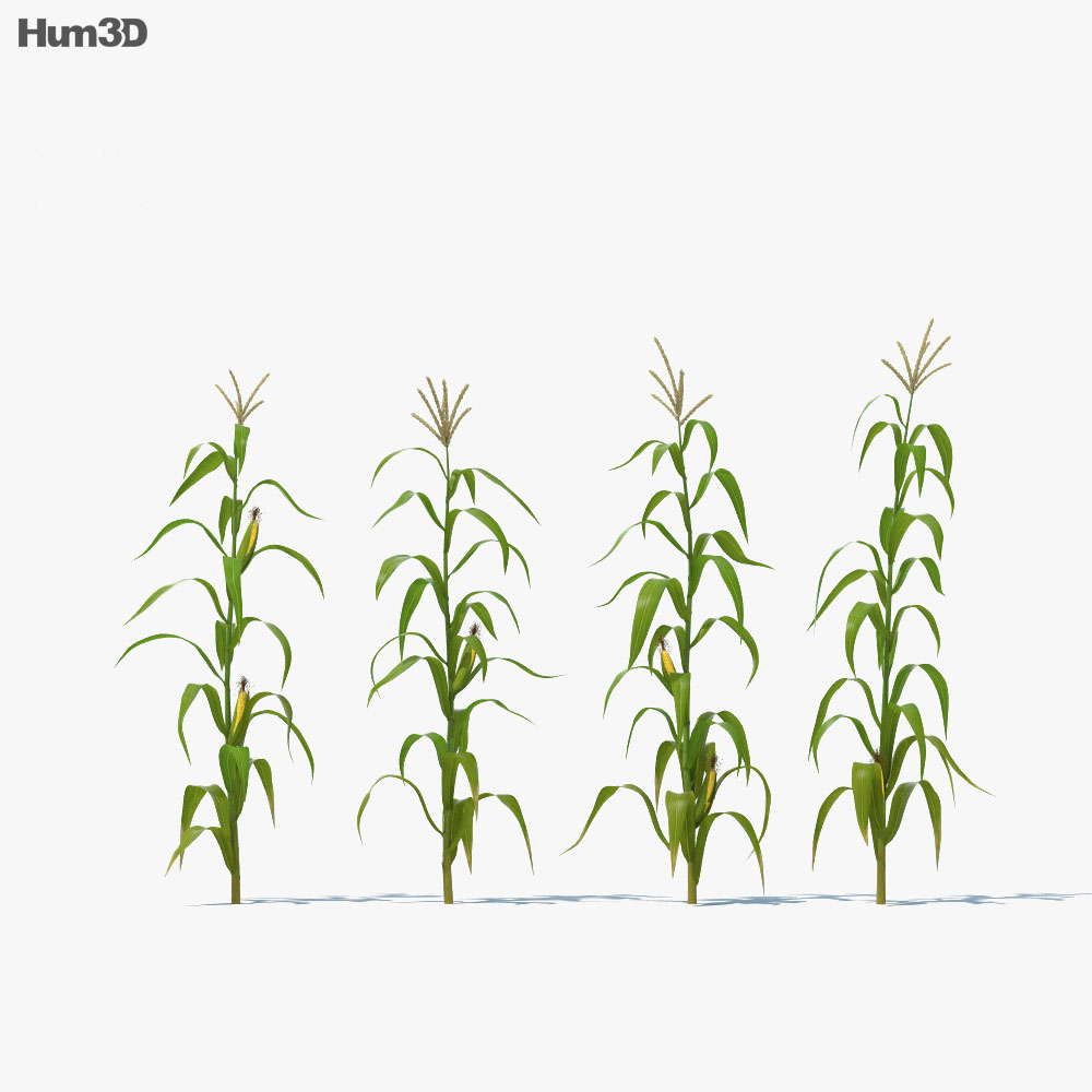 Corn Stalk Plant 3d model
