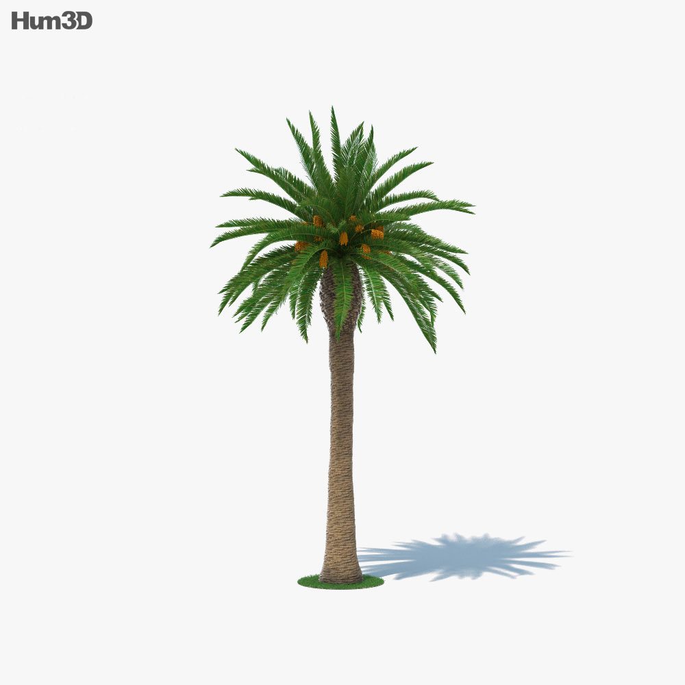 대추야자나무 3D 모델 