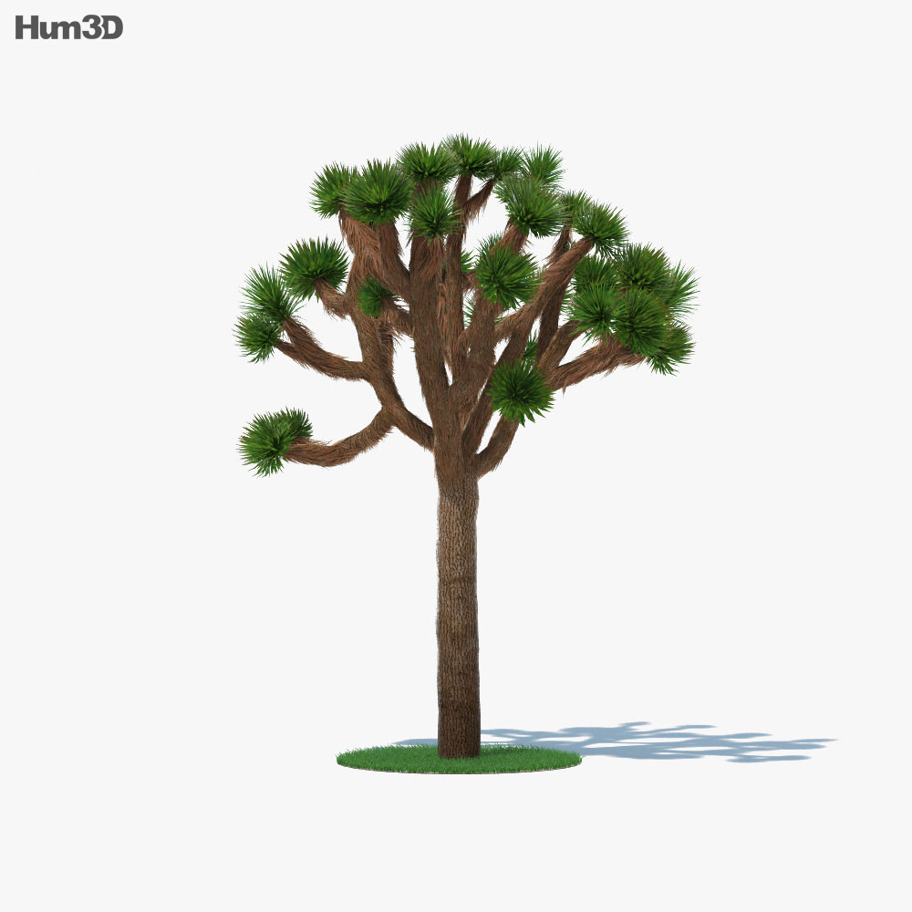 Joshua Tree 3d model