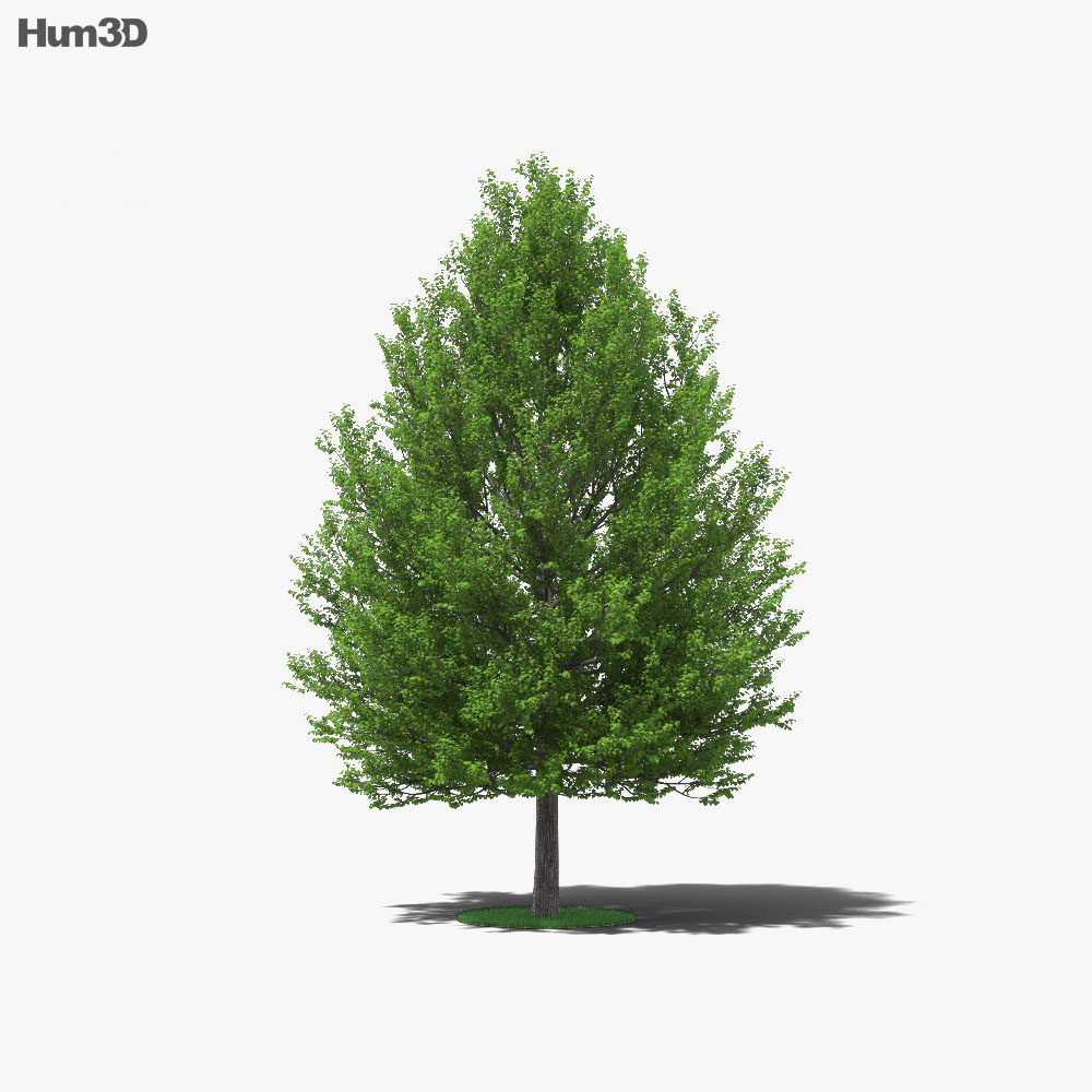 린든 나무 3D 모델 