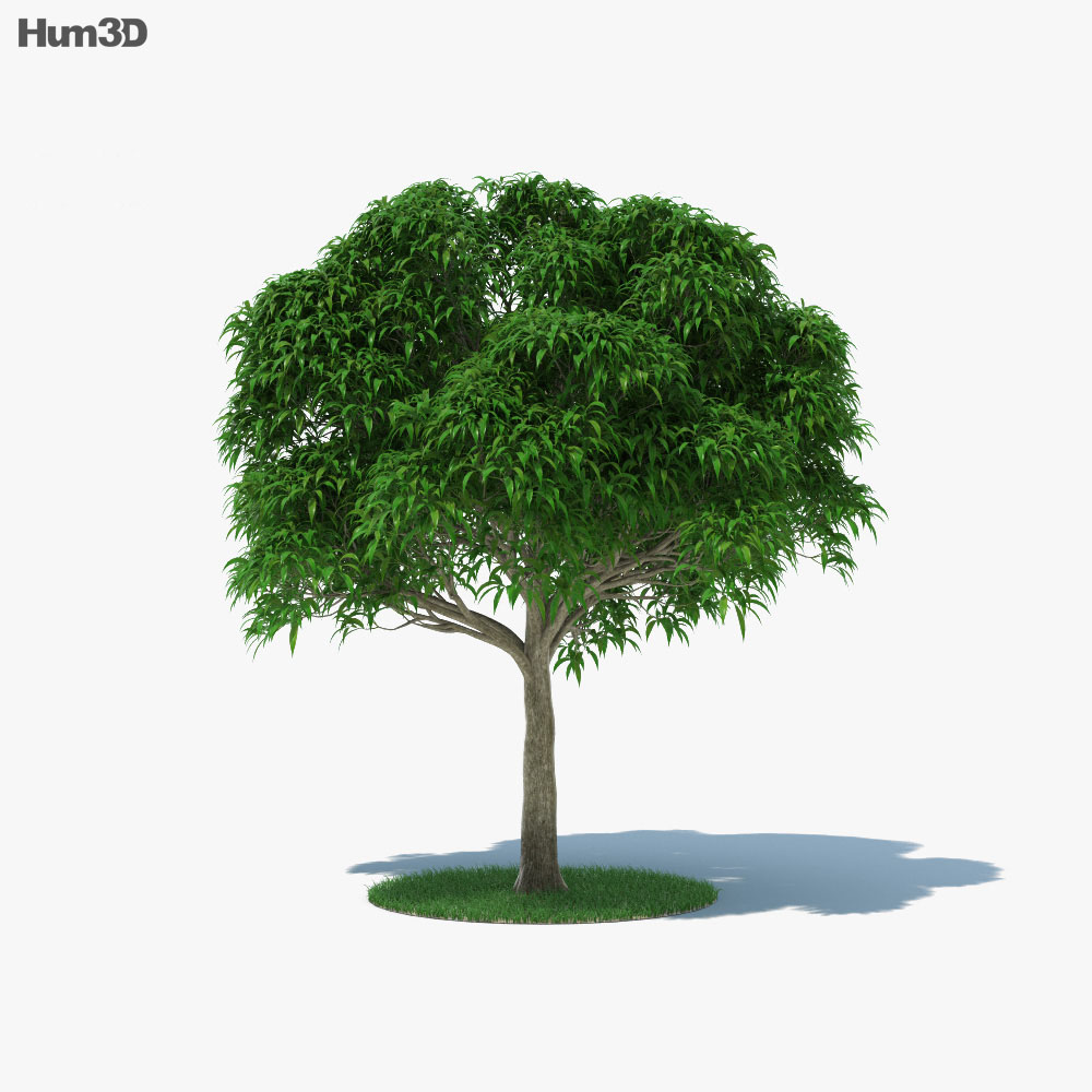 芒果树 3D模型